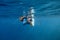 Woman making photo underwater. Girl snorkeling in full-face mask. Snorkel with fish under water surface