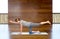 Woman making yoga in balancing table pose on mat