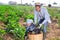 Woman and man gathering crop of aubergines in vegetable garden