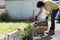 Woman man planting the geraniums for summer garden