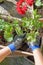 Woman man planting the geraniums for summer garden