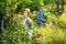 Woman and man winemakers picking harvest of grape