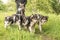 Woman with many dogs on a leash. A lot of boerder collies