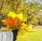 Woman with maple yellow leaves