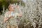 Woman with medicine in the hands Fighting Spring Allergies Outdoor - Portrait of an allergic woman surrounded by seasonal flowers