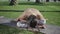 Woman meditating in park. Lady sitting in lotus pose on yoga mat outdoors