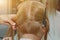 Woman with medium long blonde hair. With a short haircut at the hairdresser at the stylist using scissors. Care procedures. The