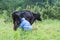 Woman milking cow