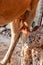 Woman milking a cow by her hand in own daily farm.  Milking of a cow