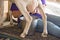 Woman milking a goat