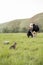 A woman milks a black and white cow with her hands in a field and a gray spotted cat waits for milk