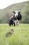 A woman milks a black and white cow with her hands in a field and a gray spotted cat waits for milk