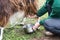 Woman milks a goat