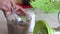 A woman mixes chopped nuts in a blender bowl. Cooking nut butter. Walnut urbech. The ingredients are on the table side by side.