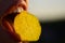 Woman mouth eat potato chips. Chips with teeth, tongue and lips close up. Tasty delicious fast food. Eating crisps