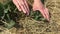 Woman mulches strawberry bushes with straw mulch in vegetable garden