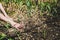 Woman mulching with straw, garlic plants cultivation