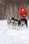 Woman musher drives dog sledding dog sled on winter forest