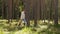 Woman with mushrooms in basket walking in forest