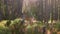 Woman with mushrooms in basket walking in forest