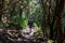 Woman on mystical hiking trail through the laurel forest in Garajonay National Park, La Gomera, Canary Islands, Spain