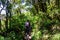 Woman on mystical hiking trail through the laurel forest in Garajonay National Park, La Gomera, Canary Islands, Spain