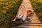 Woman naturalist orange overalls makes selfie on the phone, resting lying on backpack on wooden path through peat bog swamp in