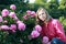 Woman near a bush peonies