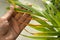 Woman near houseplant with leaf blight disease, closeup