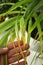 Woman near houseplant with leaf blight disease, closeup