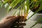 Woman near houseplant with leaf blight disease indoors, closeup