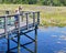 Woman out for a walk stops to admire a large alligator.