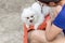 Woman owner cutting Pomeranian dogs hair with scissors and comb during coronavirus quarantine.