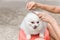 Woman owner cutting Pomeranian dogs hair with scissors and comb during coronavirus quarantine.