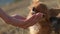 woman owner hand giving fresh water drink for two little chihuahua dogs during outdoor leisure activity