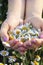 Woman palms with fresh pharmacy chamomile flowers on sunny summer day, closeup. A full handful of camomile on glade of camomile