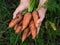 Woman palms full of fresh harvested carrots