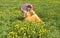 Woman with parasol and yellow dandelions