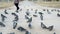 Woman passing along of flocks of pigeons