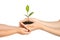 Woman passing soil with green plant to her child