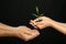 Woman passing soil with green plant to man