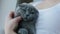 Woman pet her lop-eared british grey kitten who sitting in her arms