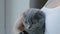 Woman pet her lop-eared british grey kitten who sitting in her arms