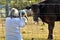 Woman pet photographer photographing variety farm animals