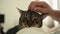 A woman pets a gray cat while lying in bed.