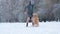 Woman Petting Her Adorable Golden Retriever Dog On A Snow Field