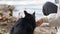 Woman petting a stray black cat outdoors near the river