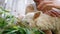 Woman is petting a white sheep with love on a farm a lamb is chewing grass.