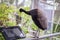 Woman is photographing birds in the zoo