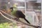 Woman is photographing birds in the zoo